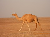 img22