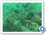 Fish census