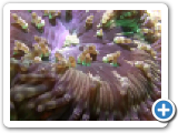Soft corals